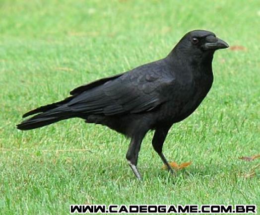 http://images2.wikia.nocookie.net/__cb20130120004458/farcry/images/thumb/0/07/American_crow_8.jpg/320px-American_crow_8.jpg